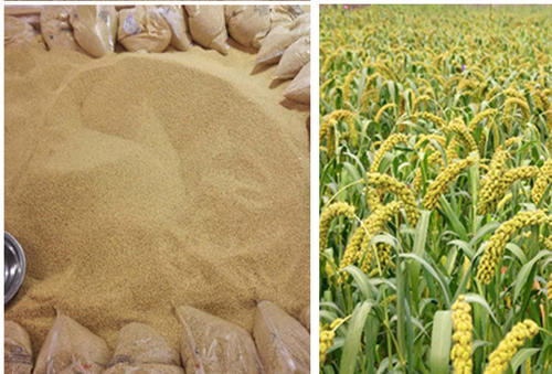 小米起源于是什么？在中国最早是在那些地域种植？你知道吗？